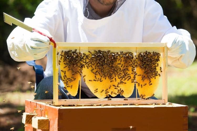 افكار مشاريع ناجحة براس مال صغير في مصر - مشروع تربية النحل وإنتاج العسل