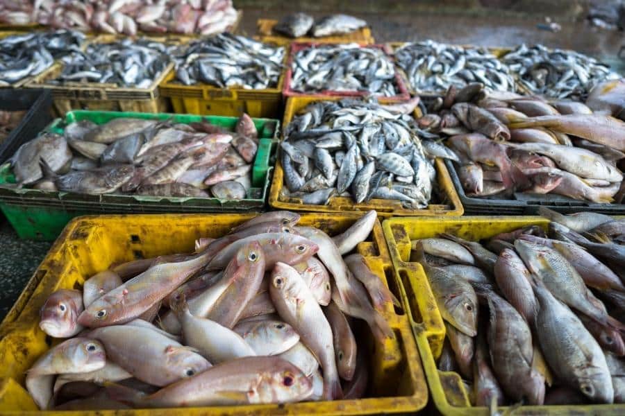 صيد وتجارة الأسماك ( مشروع تجاري مربح في سلطنة عمان)