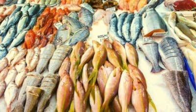 دراسة جدوى مشروع محل سمك 2022 – اسرار تجارة الاسماك