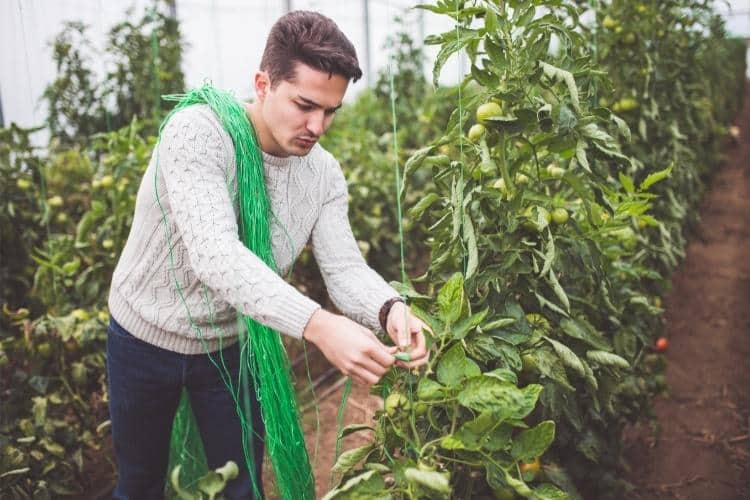 مشروع زراعي لإنتاج النباتات والأعشاب الغذائيه