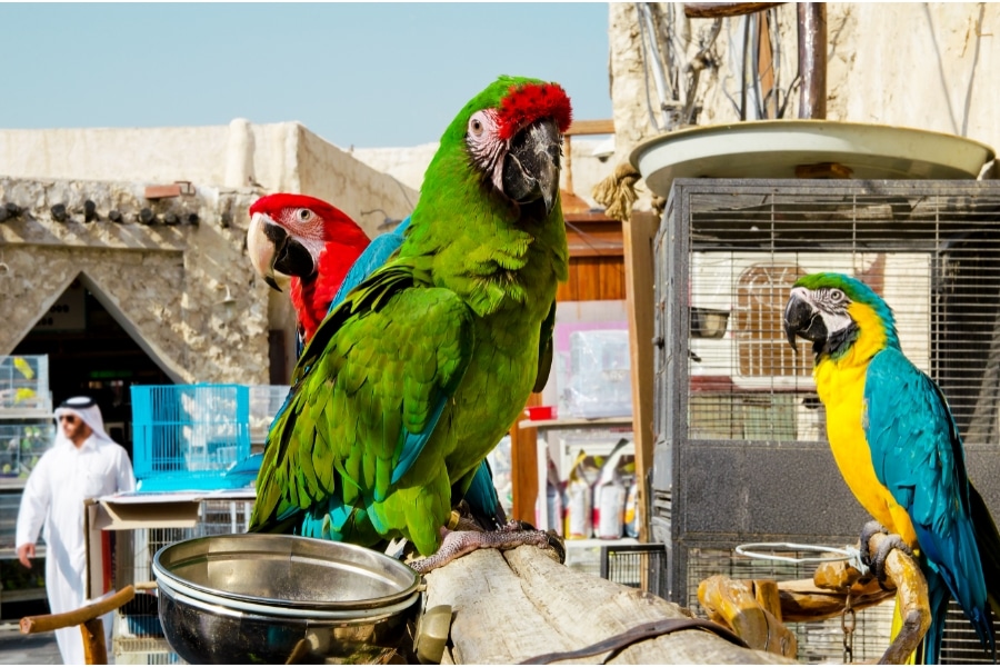 مشروع بيع طيور في دولة قطر